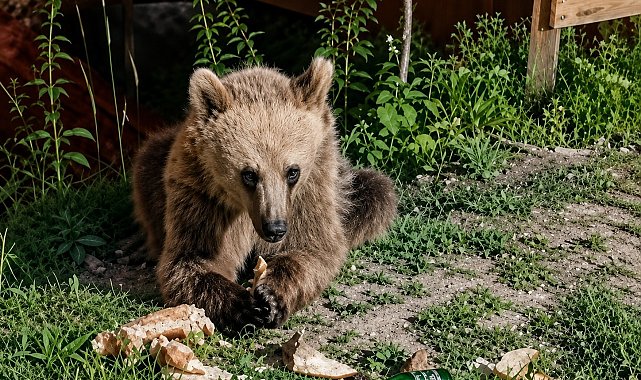 Piknikçilerin yiyecekleriyle beslenen bozayı ilgi odağı oldu
