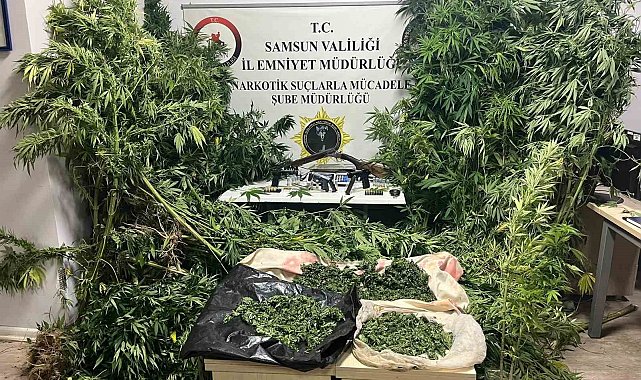 Polis havadan iz sürdü: Tütünlerin arasında 502 kök kenevir ele geçti