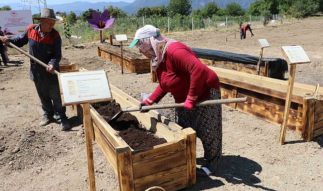 "Dünyanın en pahalı baharatı" köstebeklerden korunacak
