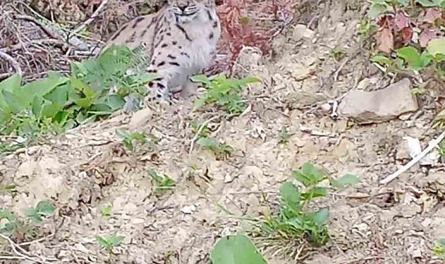 "Ormanın hayaleti" vaşak Sinop'ta ortaya çıktı