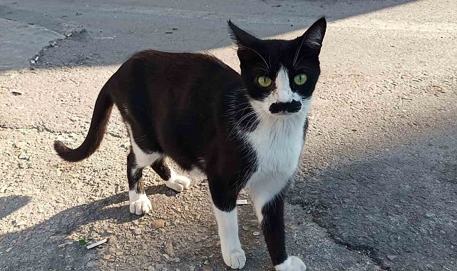 "Pala bıyıklı kedi" görenlerin dikkatini çekiyor