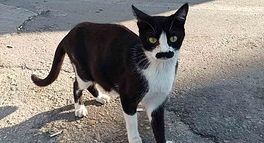 "Pala bıyıklı kedi" görenlerin dikkatini çekiyor