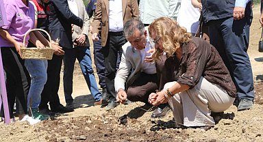 Safranova'da 7 dekarlık alana 500 kilo safran soğanı dikildi