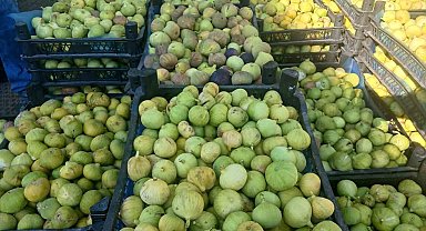 Salihli'nin Mersinli Mahallesi'nde incir bereketi