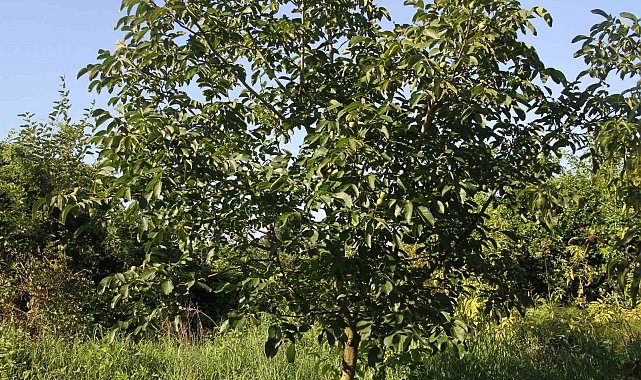Samsun'da Amerikan tipi ceviz üretiminde artış