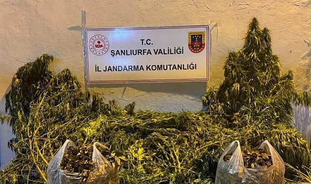Şanlıurfa'da 625 kök kenevir ele geçirildi