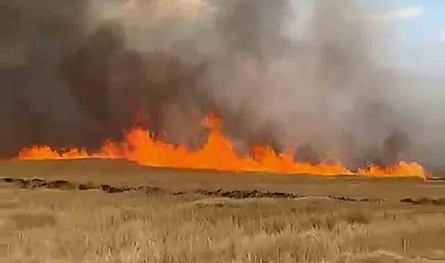 Şarkışla'da 5 bin dönük ekili buğday tarlası alevlere teslim oldu