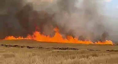 Şarkışla'da 5 bin dönük ekili buğday tarlası alevlere teslim oldu