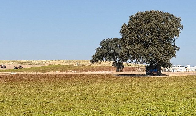 Saruhanlı Kaymakamı Özcan üzüm hasadına katıldı