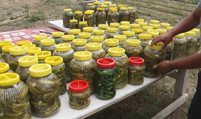 Sıcağa karşı hasat mücadelesi: Çubuk turşusunun hammaddesi tarladan çıkıyor