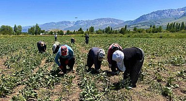 Sıcakta alın teriyle pancar çapalıyorlar