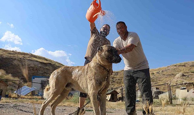 Sıcaktan bunalan dünyaca ünlü Anadolu aslanları, kışı özlemle bekliyor