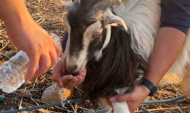 Siirt'te 30 metrelik obruğa düşen keçi AFAD tarafından kurtarıldı