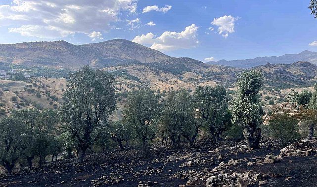 Siirt'te 5 ayrı noktada yangın alarmı: 4 bölgede söndürüldü, Çamtaşı'nda müdahale sürüyor