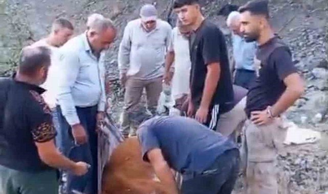Siirt'te dağda mahsur kalan büyükbaş hayvan telef oldu