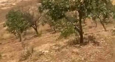 Siirt'te yaban domuzları 20 yıllık fıstık ağaçlarına zarar verdi
