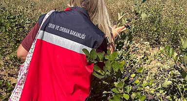 Simav'da aronya yetiştiriciliği yerinde incelendi