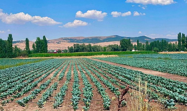 Sinanpaşa'da brokoli üretim alanlarında tarla kontrolleri gerçekleştirildi