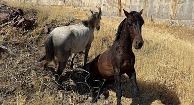 Sınır telleri arasında mahsur kalan atlar kurtarıldı