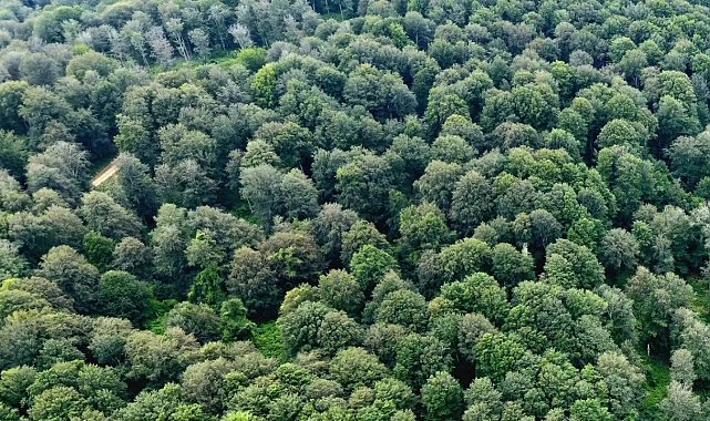 Sinop'ta kayın ormanları için doğal gençleştirme seferberliği