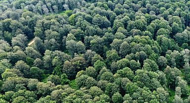 Sinop'ta kayın ormanları için doğal gençleştirme seferberliği