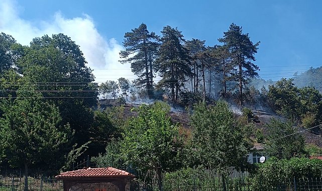 Sinop'taki orman yangınıyla ilgili 1 kişi tutuklandı