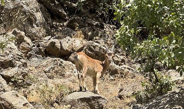 Şırnak'ta dağ keçileri görüntülendi