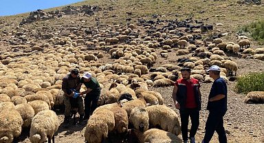 Şırnak'ta veteriner hekimlerden yaylalarda sağlık taraması ve eğitim seferberliği