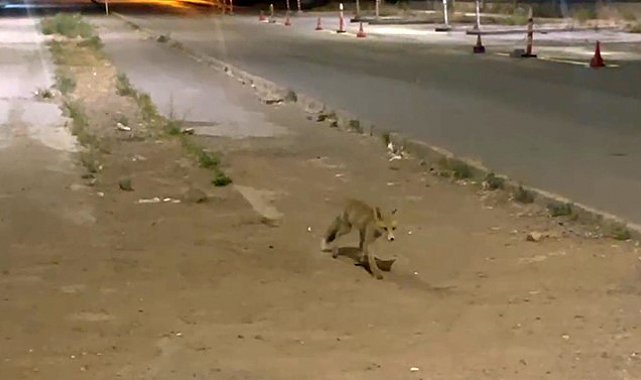 Sivas'ta kokoreçcinin müdavimi tilki, bazen orada yiyor bazen de 'paket yaptırıyor'