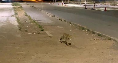 Sivas'ta kokoreçcinin müdavimi tilki, bazen orada yiyor bazen de 'paket yaptırıyor'