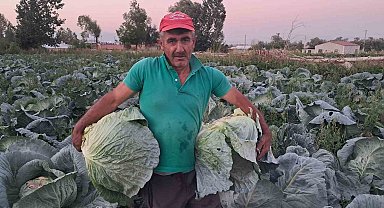 Söğütlü lahanasında hasat başladı