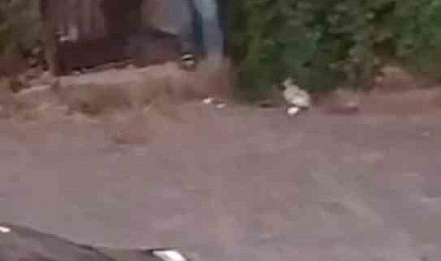 Sokak ortasında silahlı kavga: 3 yaralı