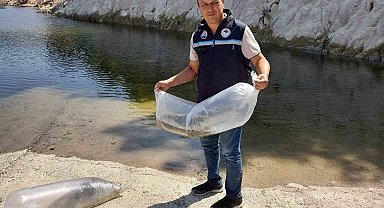 Soma'da baraj ve göletlere 250 bin yavru sazan bırakıldı