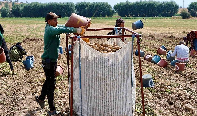Şuhut'ta patates hasadı devam ediyor
