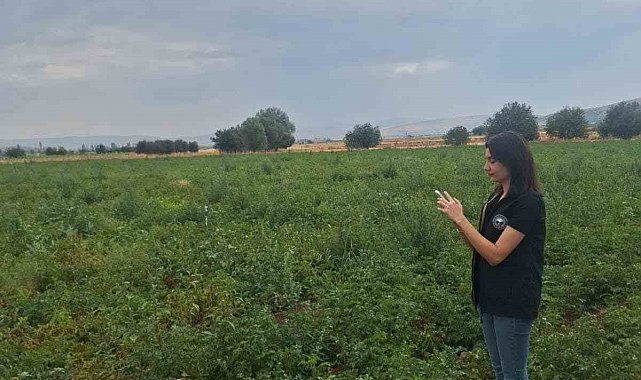 Şuhut'ta patates üretim alanlarında saha kontrolleri sürüyor