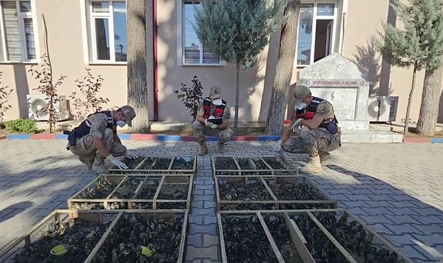 Suriye'ye geçirilmek istenen 2 bin 114 saka kuşuna 19 milyon 871 bin TL ceza