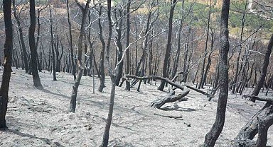 Susurluk'ta yangından etkilenen ormanlık alan yeniden yeşillendirilecek
