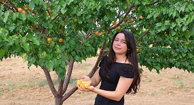 Susuz bölgede 500 kayısı ağacı yetiştirip 4 ton verim aldı, proje Türkiye birinciliği getirdi