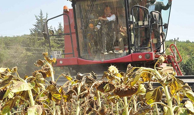 Tarım ve Orman Bakan Yardımcısı Gizligider Edirne'de ayçiçeği hasadına katıldı