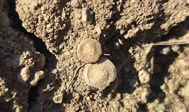 Tarladan bakliyat değil fosil fışkırdı