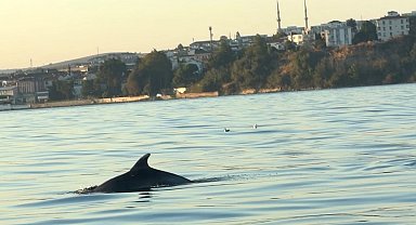 Tekirdağ açıklarında yunus balıkları görüntülendi : Yunus balıkları adeta tekne ile yarıştı