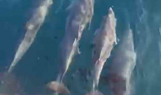 Tekirdağ açıklarında yunusların feribota eşlik etti anlar kamerada