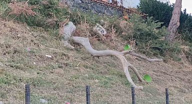 Tekirdağ'da poyraz ağaçları devirdi