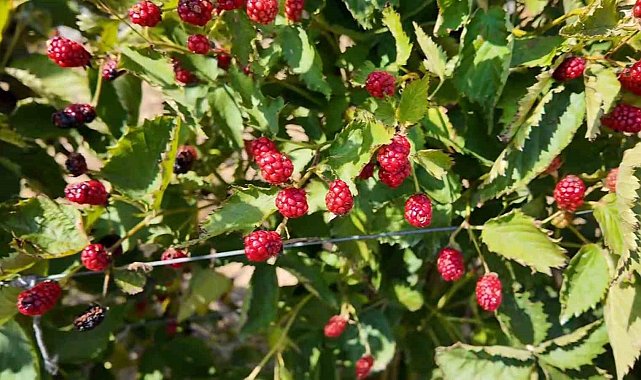 Tekirdağ'da yeni tarım rotası: Böğürtlen