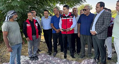 Tescilli Birecik patlıcanında hasat başladı