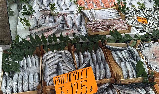 Tezgahta Palamut bolluğu