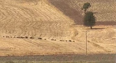Tunceli'de domuz sürüsü görüntülendi