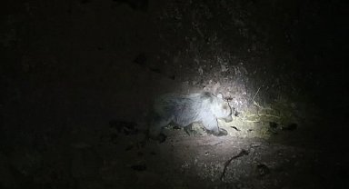 Tunceli'de gece kamerasında domuz ve ayı aynı anda görüntülendi