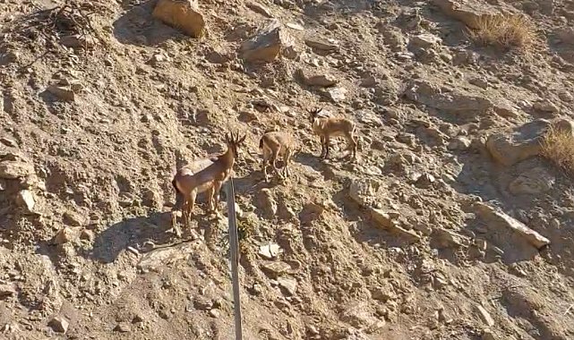 Tunceli'de nesli tükenme tehlikesi altında olan dağ keçileri görüntülendi