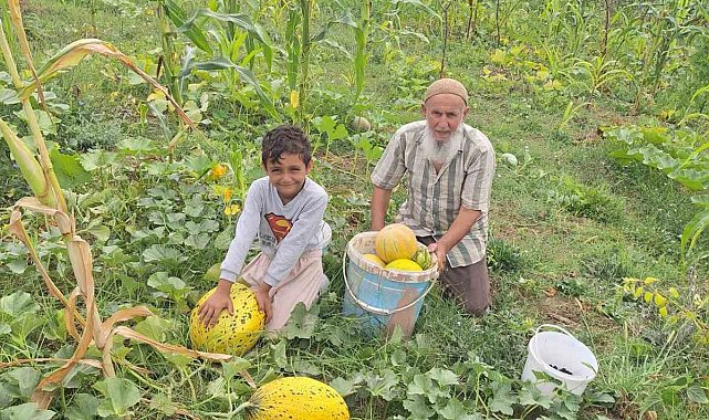 Türkeli'de küçük üretim, büyük ürün verdi